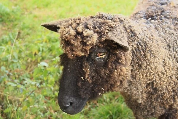 Domestic Sheep, Black Wensleydale, ewe, recently shorn, close-up of head, Bacton, Suffolk, England, october
