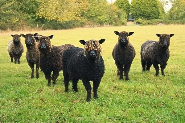 Domestic Sheep, Black Wensleydale, six ewes, recently shorn, standing in pasture, Bacton, Suffolk, England, october