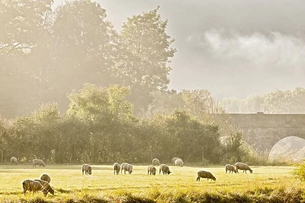 Domestic Sheep, flock, grazing on riverbank in mist at dawn, Tintern, River Wye, Wye Valley, Monmouthshire, Wales, august