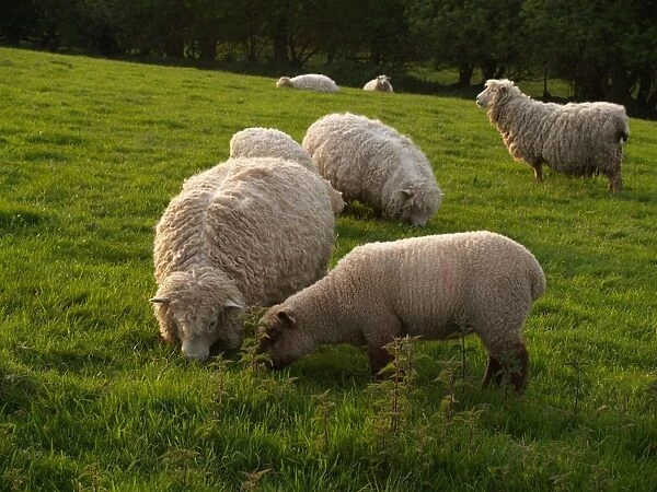 Domestic Sheep, Longwool ewes and lamb, grazing in pasture beside Stinging Nettles (Urtica dioica), Devon, England