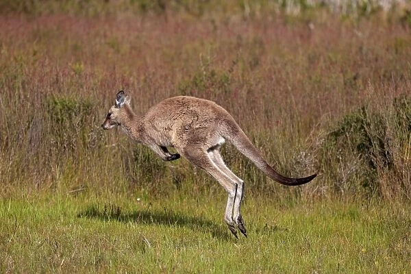 Eastern Grey Kangaroo (Macropus giganteus) adult female, jumping, Wilsons Promontory N. P. Victoria, Australia, November