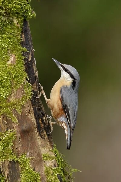 European Nuthatch (Sitta europaea) adult, clinging to moss covered branch in woodland, Yorkshire, England, january