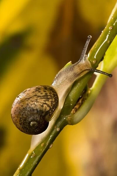 Garden Snail (Helix aspersa) immature, climbing up stem in garden, Belvedere, Bexley, Kent, England, october