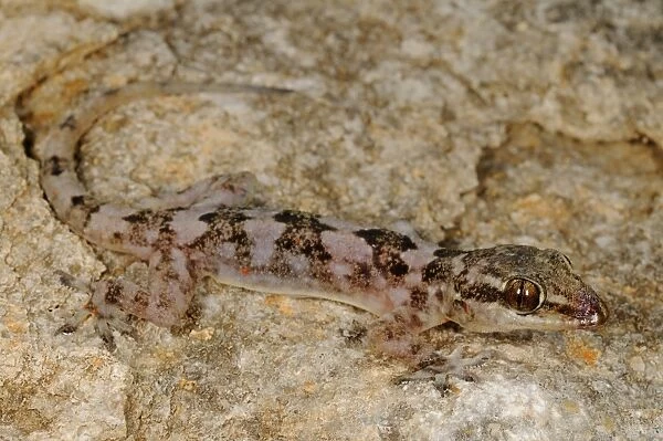 Grants Leaf-toed Gecko (Hemidactylus granti) adult, camouflaged on rock, Socotra, Yemen, march