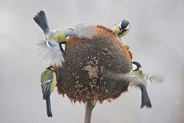 Great Tit (Parus major) four adults, feeding on Sunflower (Helianthus annuus) seeds, in flight and perched on seedhead during snowfall, Bulgaria, january