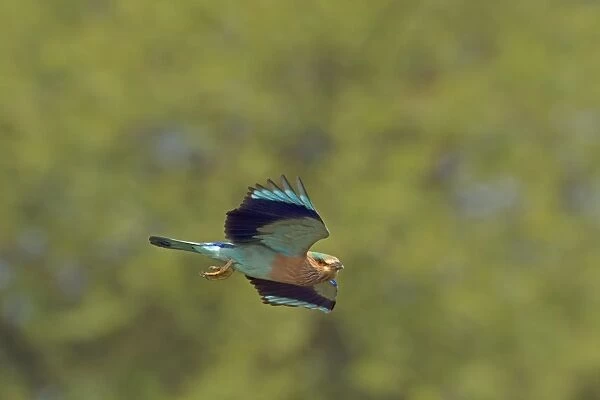 Indian Roller (Coracias benghalensis) adult, in flight, India, February
