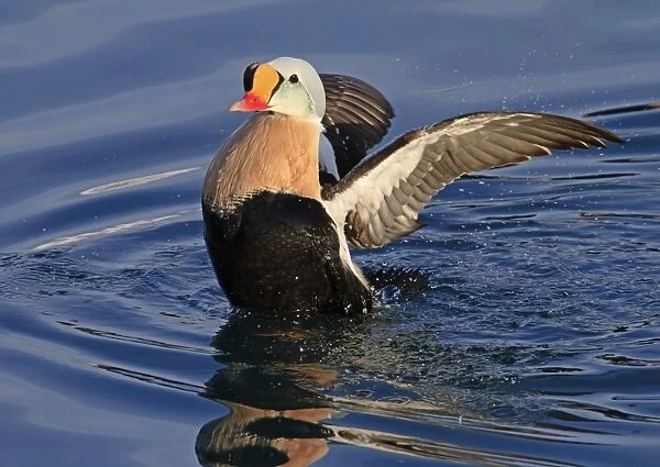 King Eider (Somateria spectabilis) adult male, breeding plumage, flapping wings after bathing at sea, Northern Norway