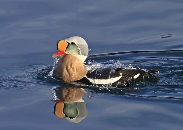 King Eider (Somateria spectabilis) adult male, breeding plumage, bathing at sea, Northern Norway, March