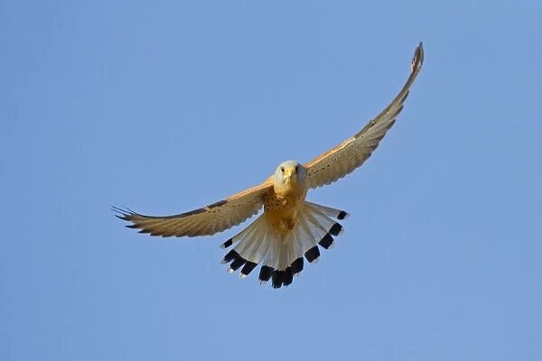 Lesser Kestrel (Falco naumanni) adult male, in flight, Trujillo Bullring, Trujillo, Caceres Province, Extremadura