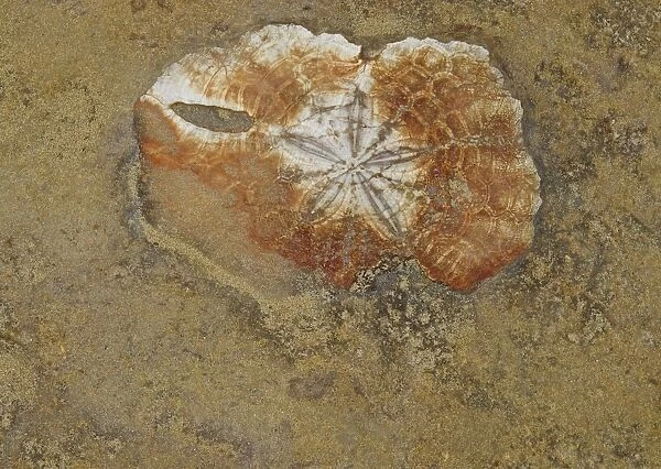 Marine invertebrate fossil, exposed in eroded coastal rock, Yehliu Geopark, Yehliu Promontory, Taiwan, April