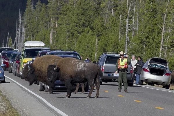 North American Bison (Bison bison) two adult males, standing on road causing traffic jam