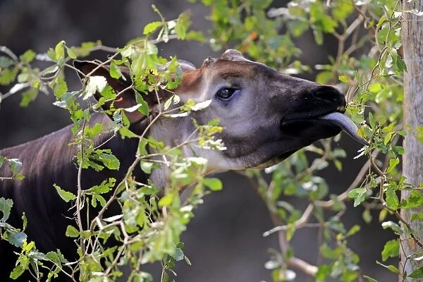 Okapi (Okapia johnstoni) immature male, close-up of head, feeding on leaves (captive)