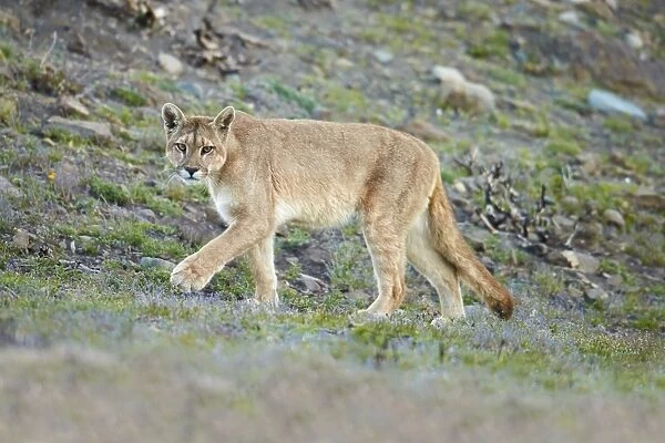 Puma (Puma concolor puma) adult female, walking, Torres del Paine N. P. Southern Patagonia, Chile, November