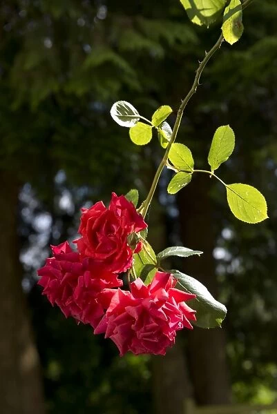 Red blooms of a climbing rose, Danse du Feu