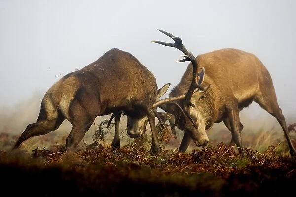 Red Deer (Cervus elaphus) two mature stags, fighting amongst bracken in mist during rutting season, Richmond Park