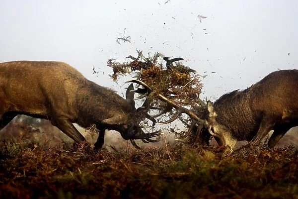Red Deer (Cervus elaphus) two mature stags, fighting amongst bracken during rutting season, Richmond Park, London