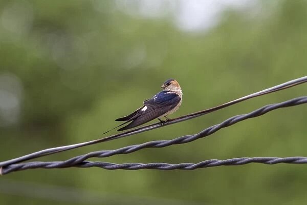 Red rumped Swallow on wires