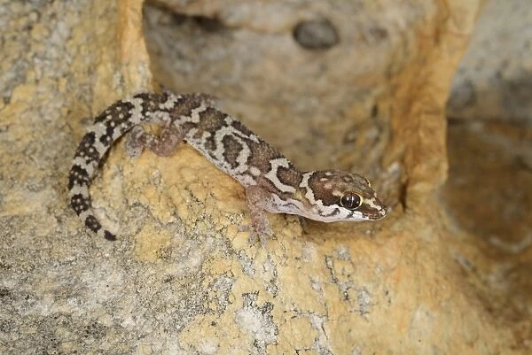 Smiths Thick-toed Gecko (Pachydactylus formosus) adult, resting on rock, South Africa, February