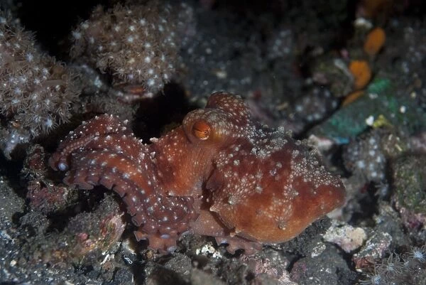 Starry Night Octopus (Callistoctopus luteus) adult, Lembeh Island, Sulawesi, Indonesia