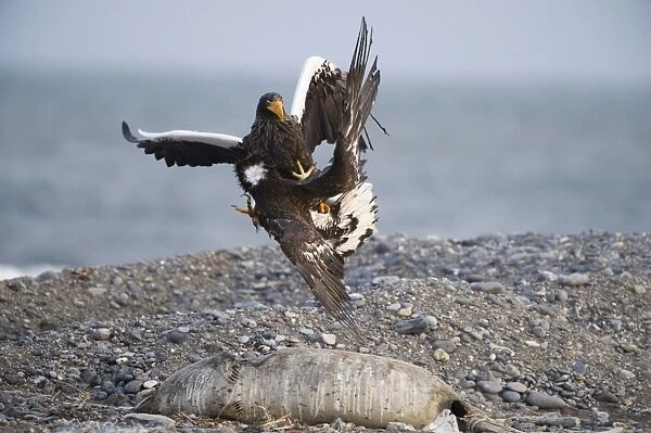 Steller's Sea-eagle (Haliaeetus pelagicus) adult and immature, fighting, squabbling over seal carcass on beach, Shiretoko Peninsula, Hokkaido, Japan, winter