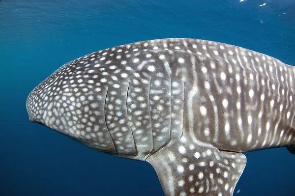 Whale Shark (Rhincodon typus) adult, close-up of head, swimming, Cenderawasih Bay, West Papua, New Guinea, Indonesia