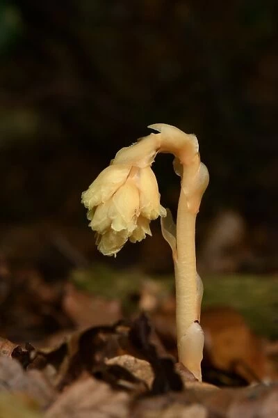 Yellow Bird s-nest (Monotropa hypopitys) flowerspike, growing through leaf litter, Oxfordshire, England, August