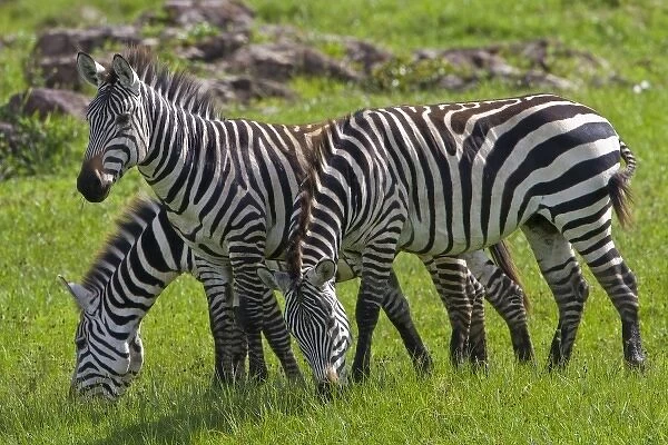 Africa. Tanzania. Zebras at Ngorongoro Crater in the Ngorongoro Conservation Area
