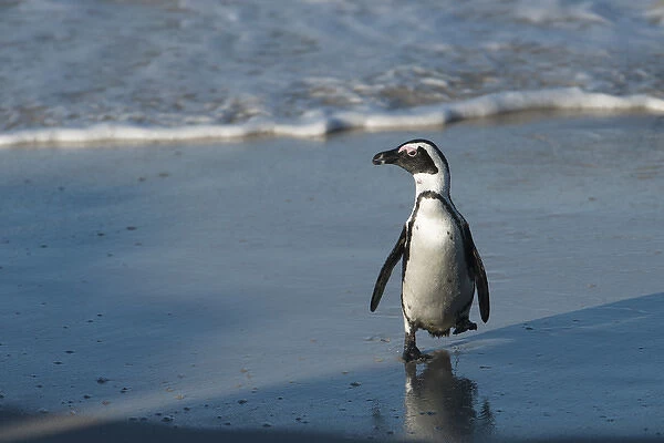 African penguin (Sphenisus demersus) returning to colony Situated near Simonas Town