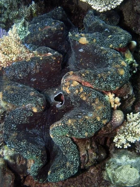 Australia. Outlet Siphon, Giant Clam, Agincourt Reef