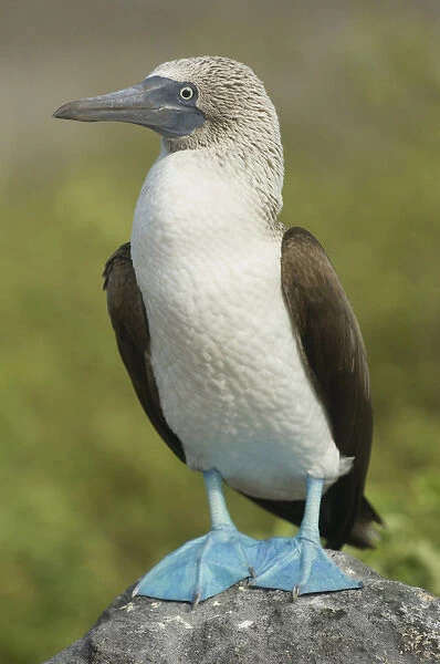 Blue-footed booby (Sula nebouxii excisa) Punta Cevallos, Espaaa'ola or Hood Island