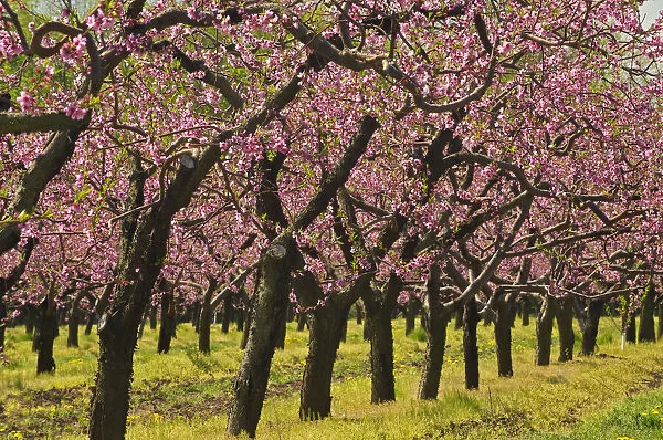 Canada, Ontario, Grimsby. Peach orchard blooming in spring