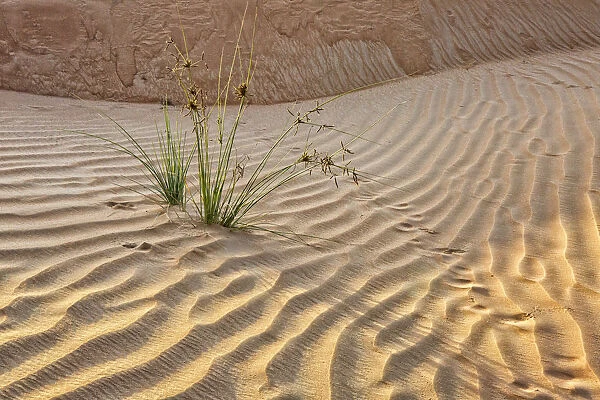 Desert with sand. Abu Dhabi, United Arab Emirates