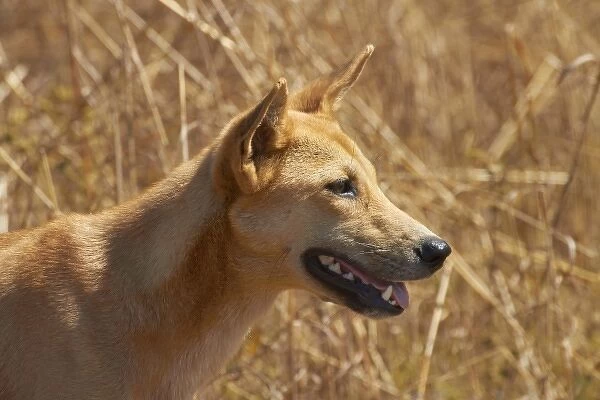Dingo (Canis lupus dingo), Kakadu National Park, Northern Territory, Australia