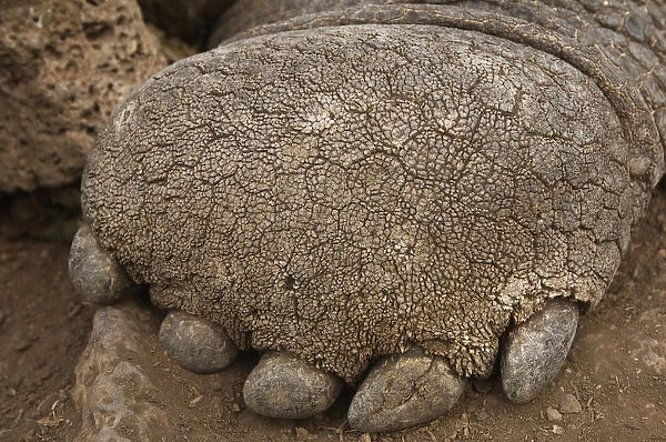 Galapagos Giant Tortoise (Geochelone elephantophus) CDRS, Charlse Darwin Research Station