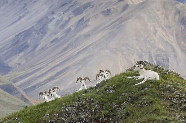 A group of dall sheep rams rest on Marmot Rock in Polychrome Pass along the Denali Park Road