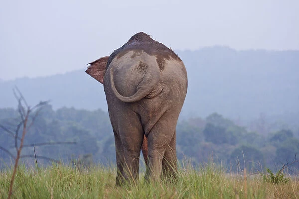 Indian  /  Asian Elephant, Corbett National Park, India