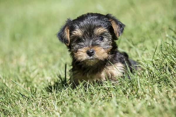 Issaquah, Washington State, USA. Cute tiny Yorkshire Terrier puppy experiencing his