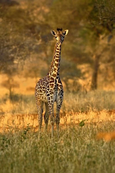 Juvenile Giraffe, Giraffa camelopardalis tippelskirchi, Tarangire National Park, Tanzania