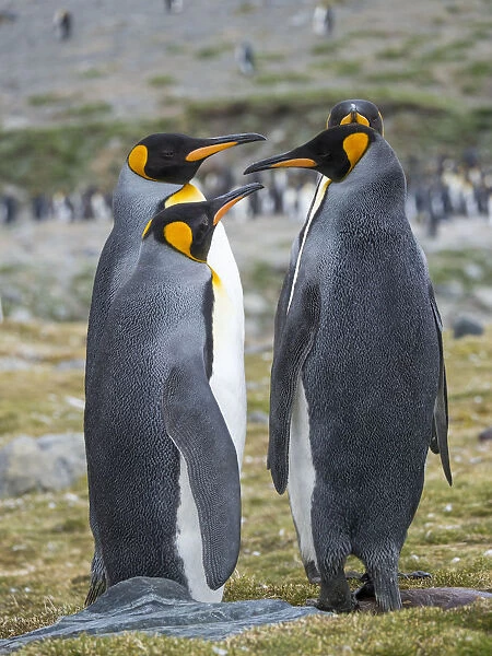 King Penguin (Aptenodytes patagonicus) rookery in St. Andrews Bay. Courtship behavior