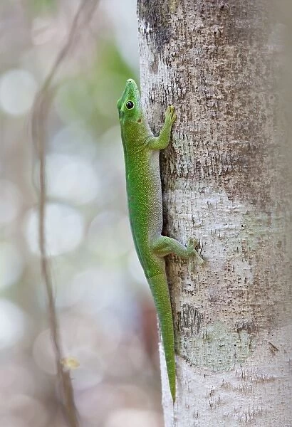 Madagascar. A Day Gecko. There are about 25 species of Day Geckos (genus Phelsuma) in Madagascar