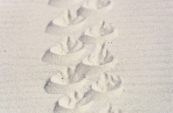Magellanic penguin (Spheniscus magellanicus) tracks in sand