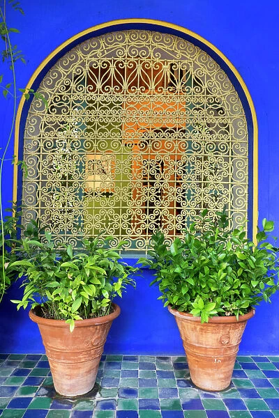 North Africa, Morocco, Marrakech, Jacques Majorelle Botanical Gardens. 12 acres, designed in the 1920s