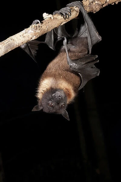 North America, USA, Pennsylvania, Hoothollow, Giant Fruit Bat, Pteropus giganteus, from India