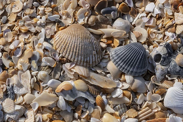 Seashells on the beach, Florida