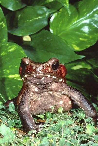 Smooth-sided Toad, Bufo guttatus, Native to NW South America