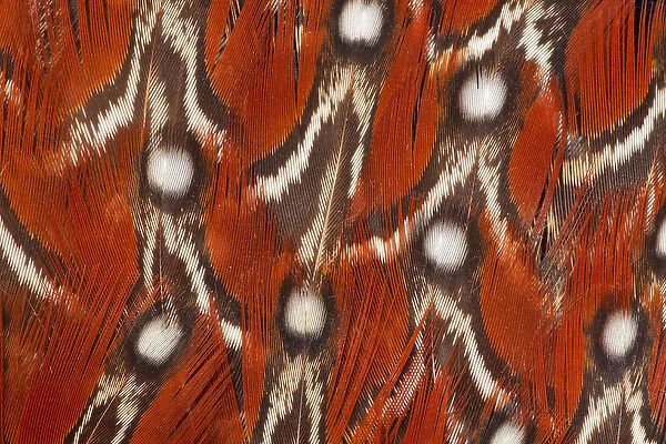 Tragopan Feather design and fan effect