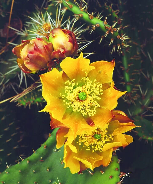 USA, California, Lakeside, Prickly Pear Cactus Wildflowers