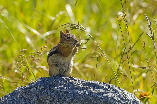 USA, Colorado, Gunnison National Forest. Golden-mantled ground squirrel eating grass seeds