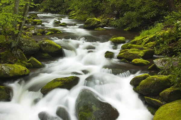 USA; North America; Tennesse; Stream at Roaring Fork Motor Trail in the Smokies