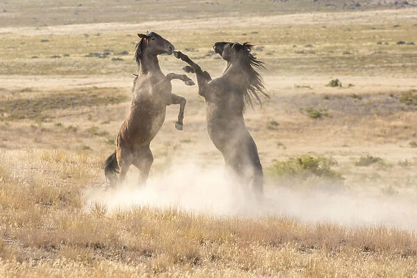 USA, Utah, Tooele County. Wild stallions fighting